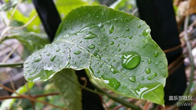 臺(tái)風(fēng)天拍個(gè)雨滴