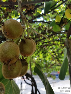 記得上次我拍的獼猴桃嗎？長(zhǎng)大了