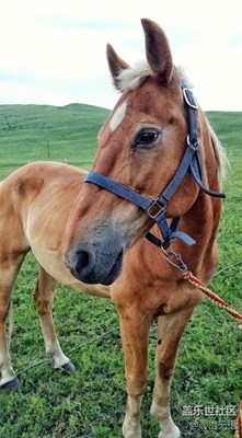 【s7】壩上草原的馬兒