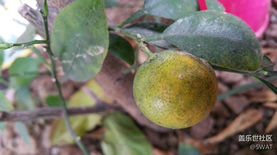 真的是長(zhǎng)出來(lái)的??