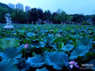 【攝影】夜幕降臨，帶著S7 edge在公園賞荷