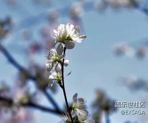 玉淵潭櫻花節(jié)