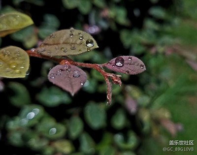 寶石般的水滴
