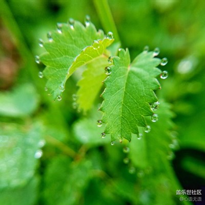 {S7}壩上的那些花兒