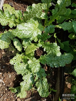 【奶薊】更新5