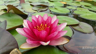 睡蓮爭(zhēng)奇斗艷
