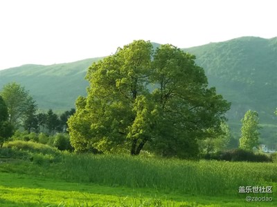 三星A8 拍湖北農村 美麗田園綠色