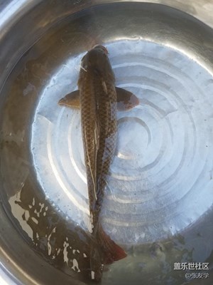 【攝影】七月半今晚就吃它了！