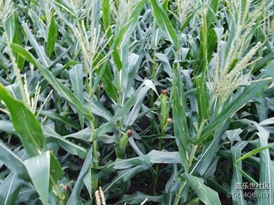 教你認(rèn)識(shí)農(nóng)作物