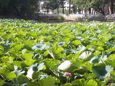 【全民健身】昆明晨練