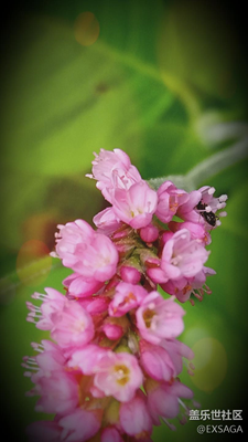 隨拍之微距模式下的小螞蟻