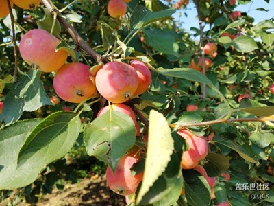 綠色鄉(xiāng)村