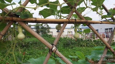 葫蘆娃