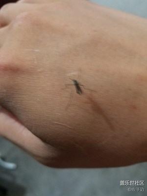 親眼目睹，它太殘忍