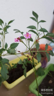 人參開花