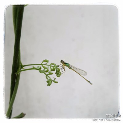 【我與晚霞有個(gè)約會(huì)】+武漢+夕陽(yáng)無(wú)限好