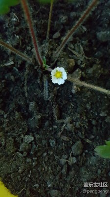 草莓開花