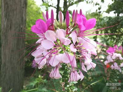 花開(kāi)美麗
