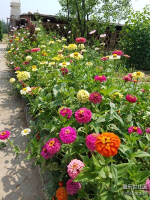 花開了