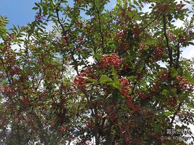 大家猜是什么樹(shù)？