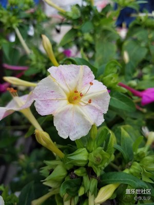 【攝影】漂亮的紫茉莉花