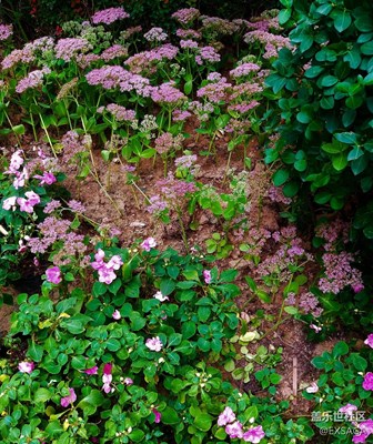 隨拍之類似于滿天星的花