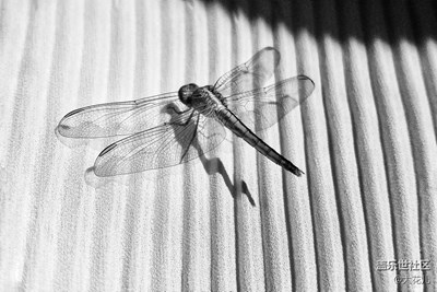 外面的世界那么吵，我只想在照片里靜一靜～～