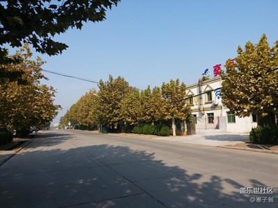 青島的樹葉開始變成金*了