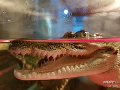 在Note7鏡頭前露個臉