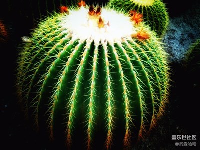 跟隨S7走進(jìn)植物園——沙生植物