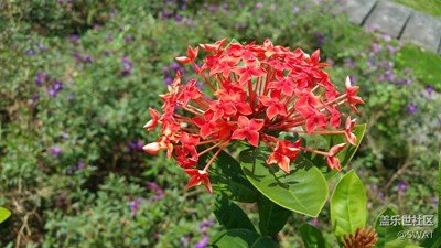 這是什么花？