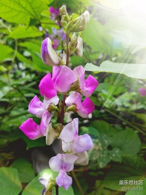 家門口的扁豆花開了