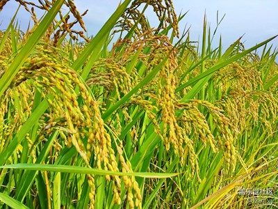 金 色 的 田  野，豐收的景象