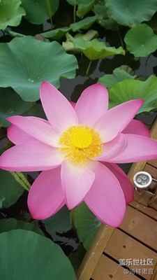 荷