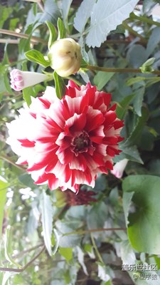 花各妖，百姿艷