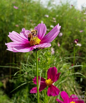 【秋色正濃】+綿陽市三臺(tái)縣+格桑韻秋