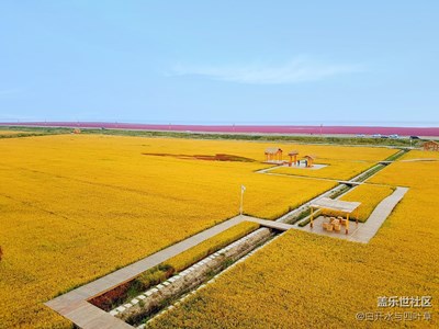 【秋色正濃】+盤錦+金燦燦