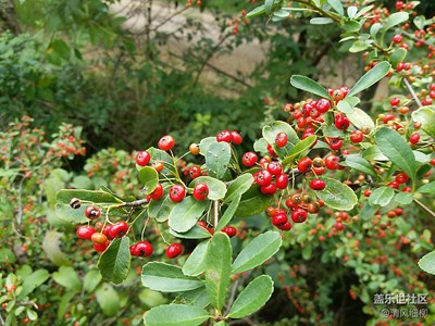 【秋色正濃】+綿陽市三臺(tái)縣+山野紅果和山菊花