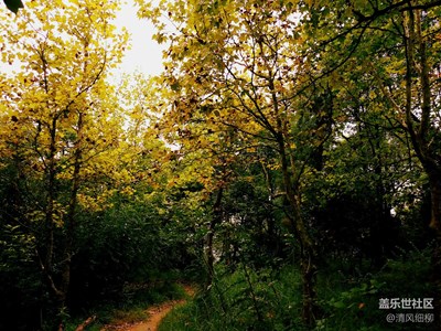 【秋色正濃】+綿陽市三臺(tái)縣+梧桐風(fēng)情畫