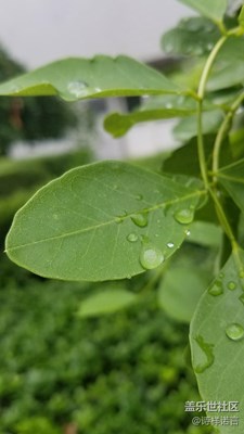 綠植