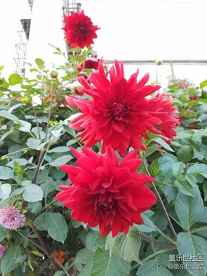 紅花