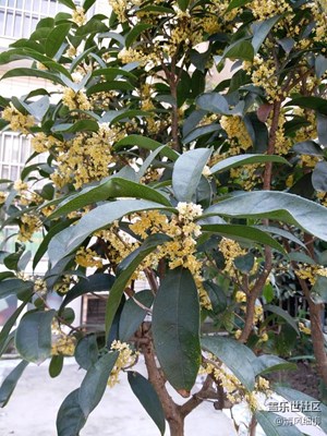 【秋色正濃】+綿陽市三臺(tái)縣+桂花飄香