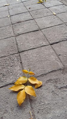 薄霧清晨，落葉知秋