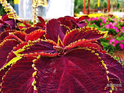 S4拍攝多彩的植物