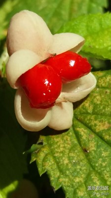 秋實(shí)_猜拍攝方法。