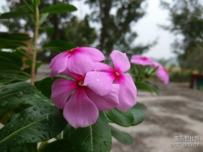漂亮的花與蝶