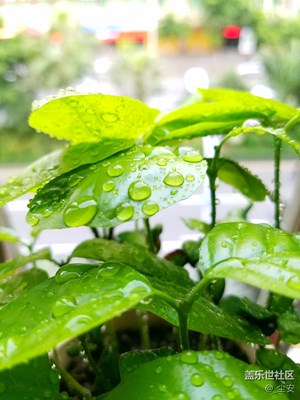 寧靜夏天，一盆種子從發(fā)芽到枝繁葉茂