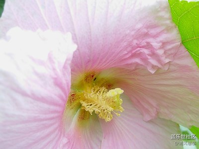 花開富貴是芙蓉