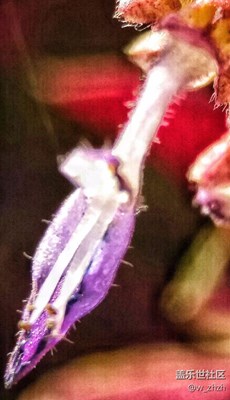 野花的世界一樣精彩！