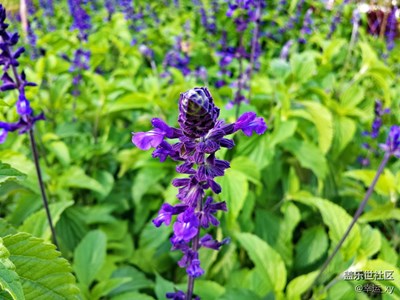 藍(lán)紫色花，別樣美